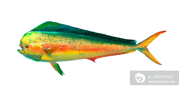 Mahi mahi or golden mackerel isolated or Great dolphin on white. Realistic illustration of mahi mahi or dolphin fish isolated on white background. Side view.