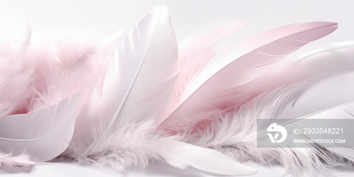 pink feather on white background. pink and white feathers.