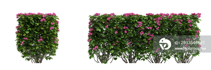 3d illustration of set Bougain villea bush isolated on transparent background