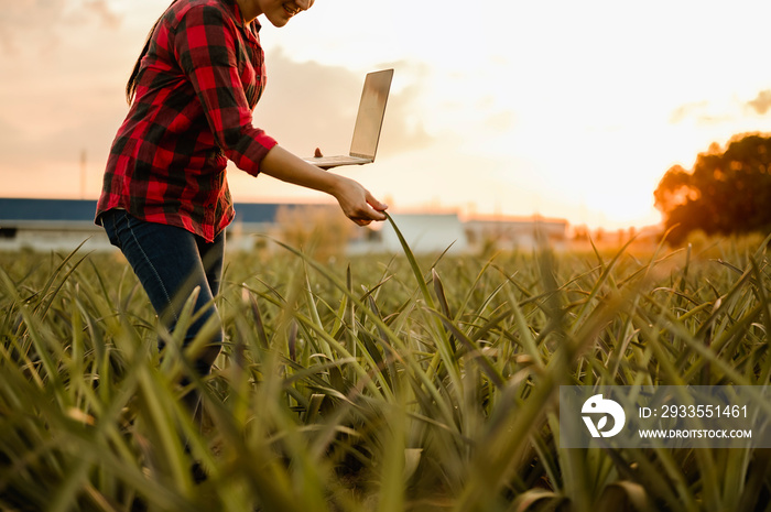 agriculture, gardener, farm, harvest, field, technology concept. The farmer team conducts research about cassava trees by planting pallets for good agricultural quality inspection.