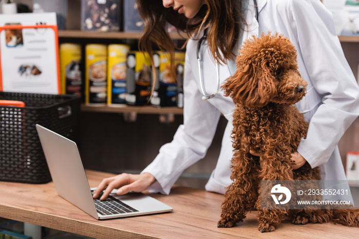 Cropped view of veterinarian using laptop near poodle in pet shop