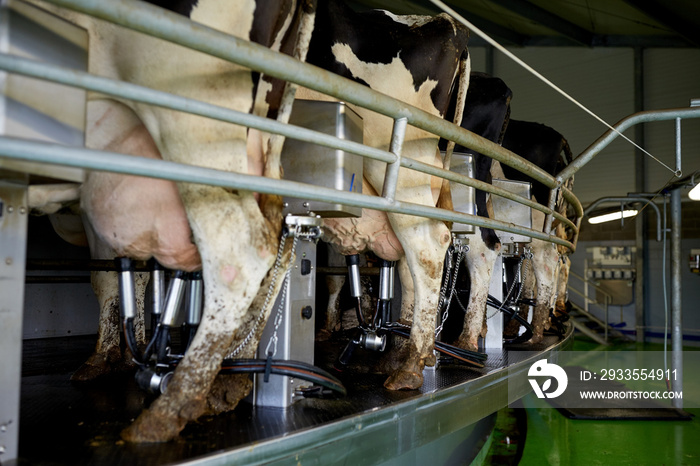 cows and milking machine at rotary parlour on farm