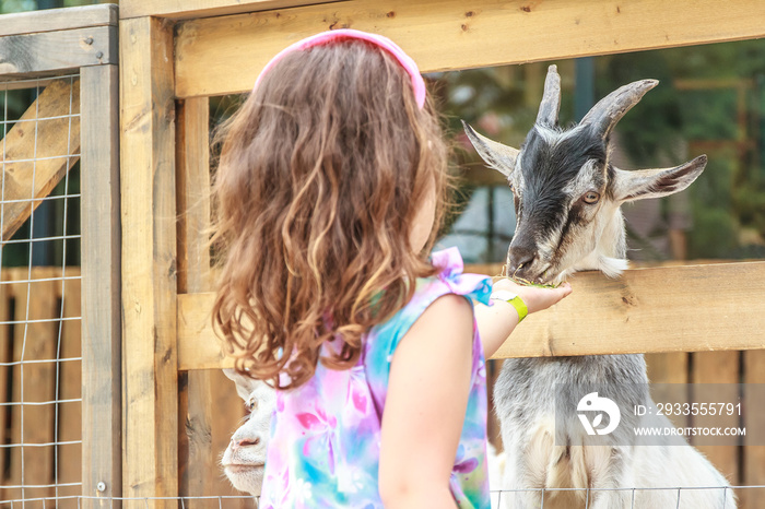 outdoor portrait of young happy young girl feeding goat on farm