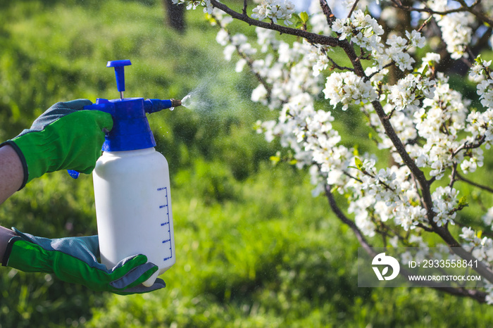 Farmer with gardening glove spraying a blooming fruit tree against plant diseases and pests. Use spray bottle with pesticides in the garden.