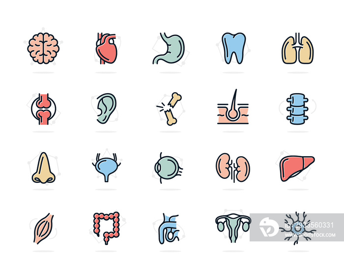 Set of anatomy and organs colored line icons. Neuron, penis, uterus, intestine, muscle, nose, bladder, eye, liver, kidney, heart, brain, stomach, tooth, lung, joint, ear, bone, hair, backbone and more