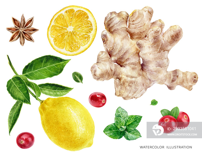 Ginger lemon anise star cranberry mint watercolor illustration isolated on white background