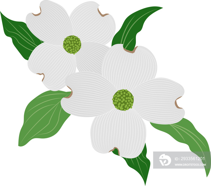 Cartoon botanic garden plant flower white dogwood Cornus florida