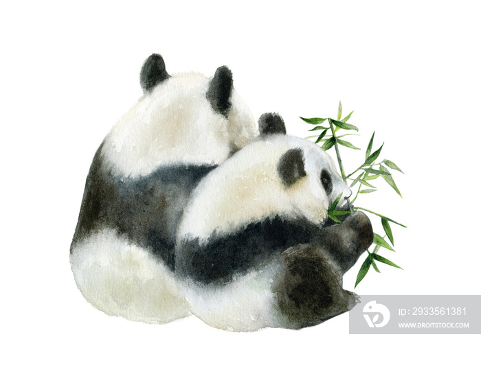 Panda bear watercolor hand draw illustration isolated on white background.