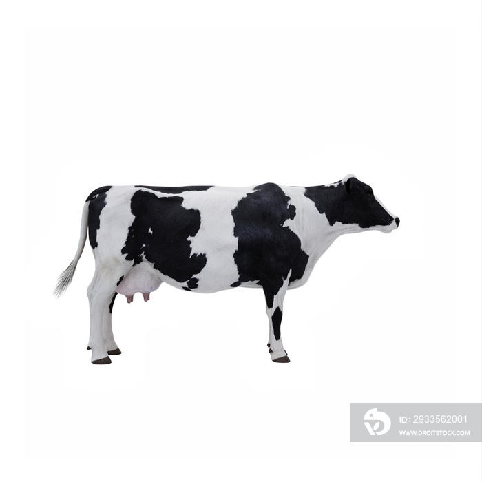 Cow isolated