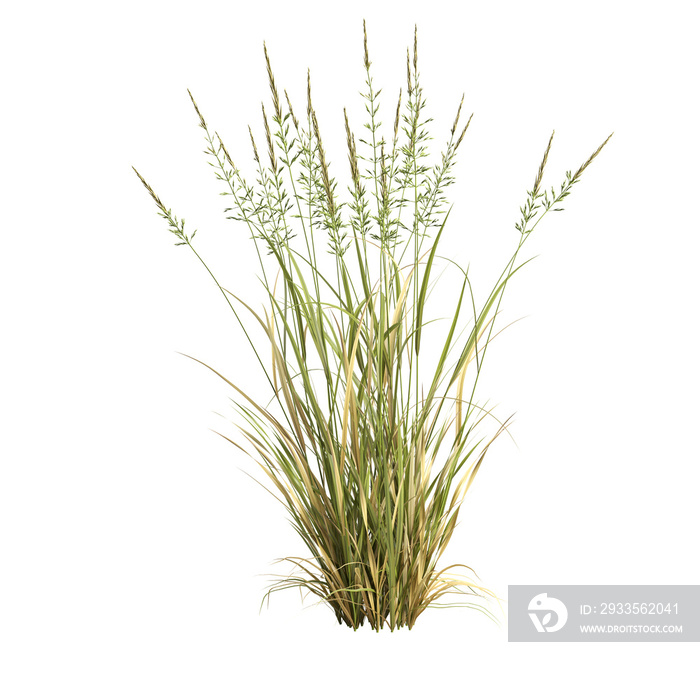 3d illustration of arrhenatherum elatius grass isolated on white background