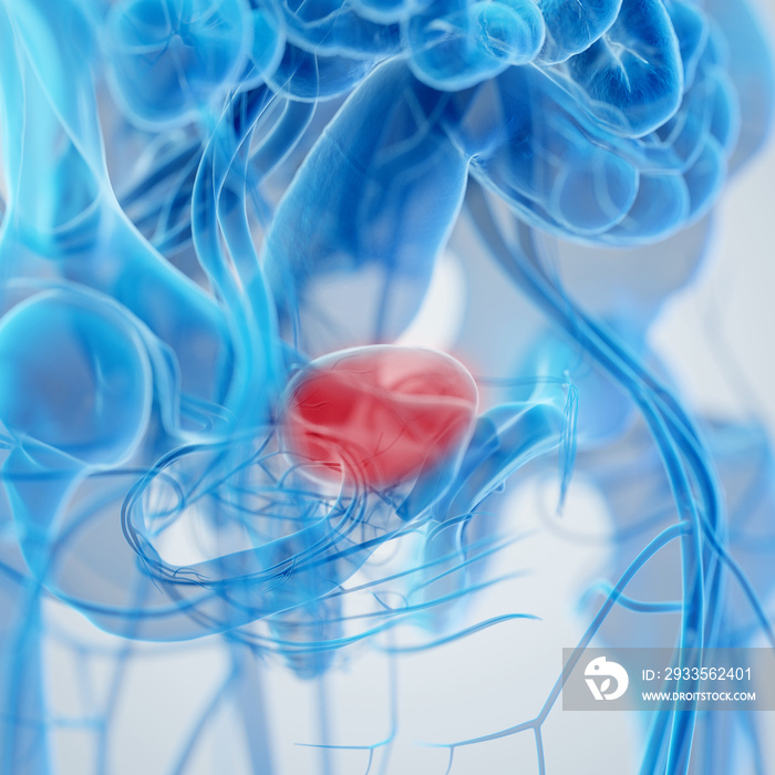 3d rendered medical illustration of an inflamed bladder