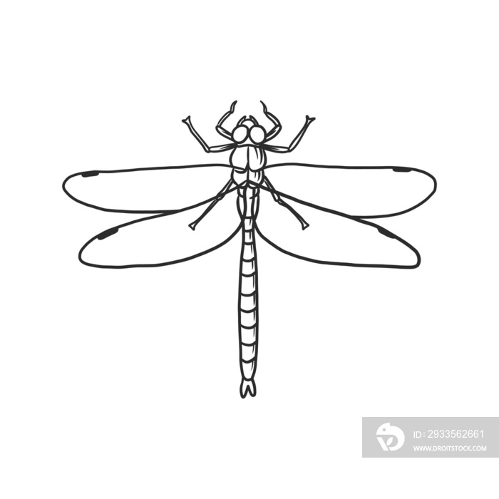 dragonfly insects and bug illustration