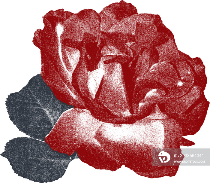 isolated bohemian dark red rose flower screen print