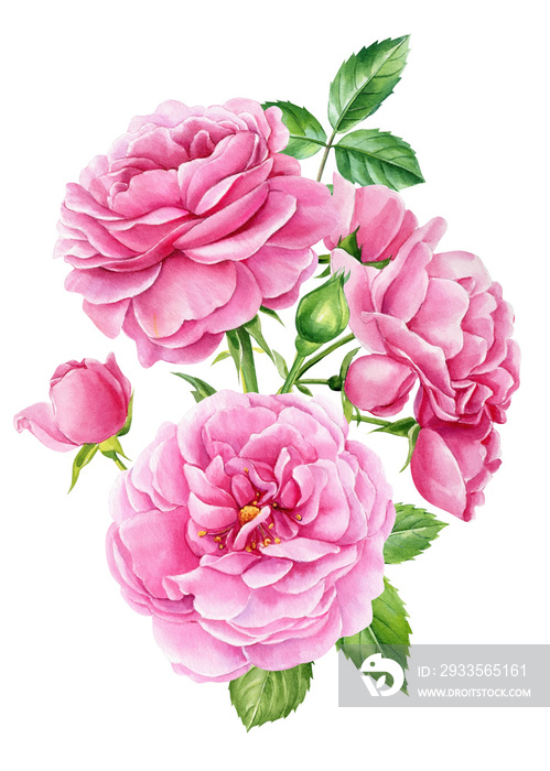 Roses flowers, buds and leaves on a white background, watercolor botanical . Pink floral clipart