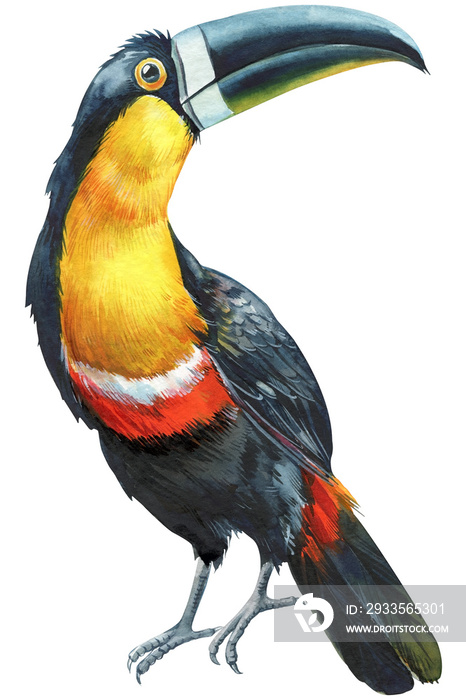 toucan,  bird,  drawing,  illustration,  summer,  wildlife,  design,  flying,  art,  graphic,  nature,  set,  exotic,  print,  tropical,  watercolor,  background,  feather,  wild,  beautiful,  botanic