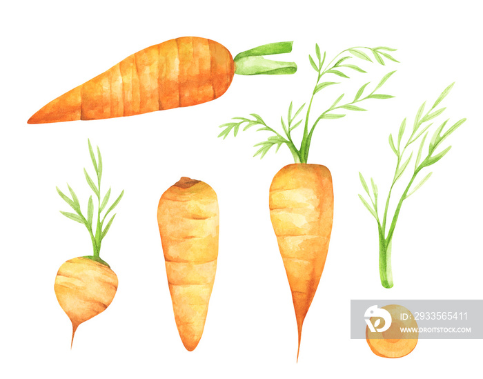 Set of fresh carrot fruits with green leaves. Isolated on white background. Watercolor illustration.