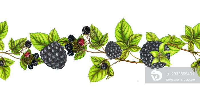 Hand drawn border of watercolor blackberries