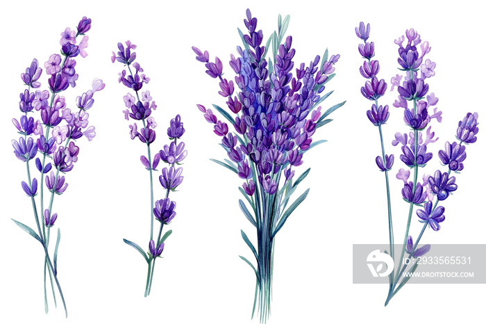 Set of lavender flowers on isolated white background, watercolor illustration, hand drawing bouquet of lavender flowers