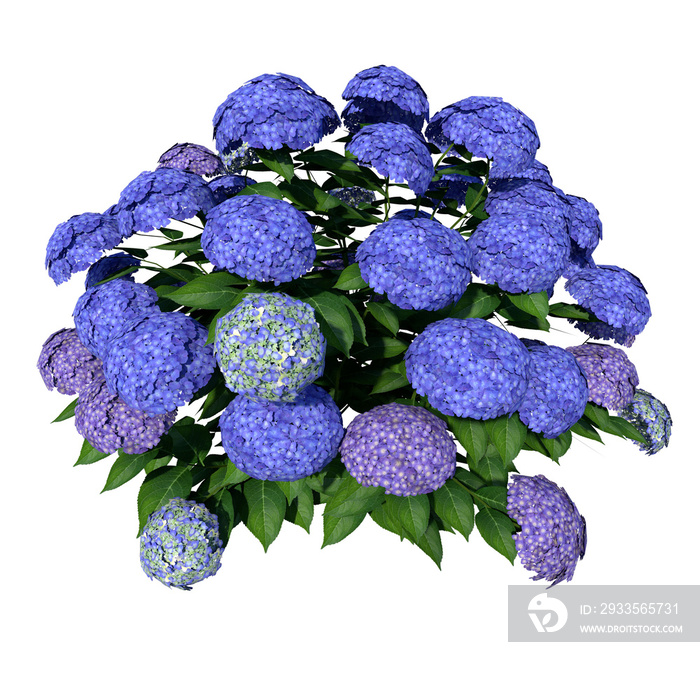Front view of Plant ( Hydrangea Macrophylla Let’s Dance Blue Jangles Hydrangea 1) Tree png