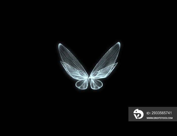 butterfly on black wings concept