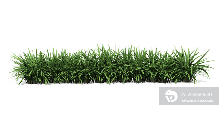 3d green grass isolated on white background