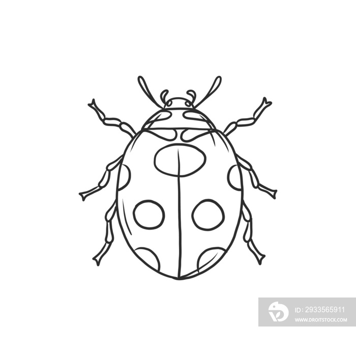 beetle Insects and bug illustration