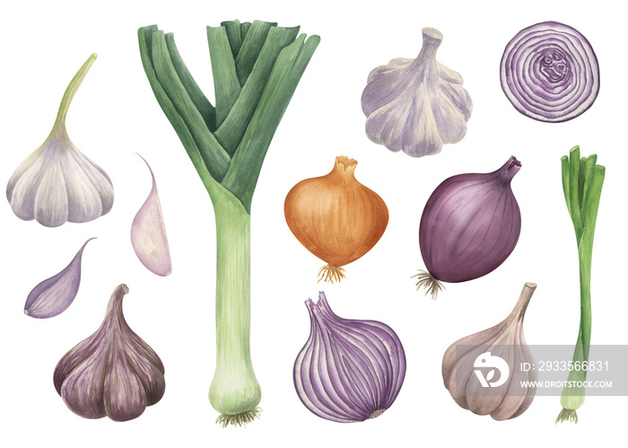 Onions and garlic vegetables watercolor illustration. Food hand drawn clipart collection. Botanical elements clipart set.