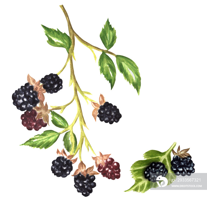 Hand-drawn sprig of a blackberry bush with juicy berries. Watercolor illustration for packaging design, printing products