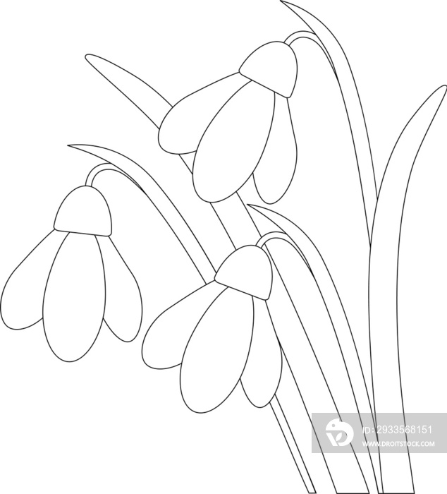 Snowdrops, spring flowers. Black and white illustration.