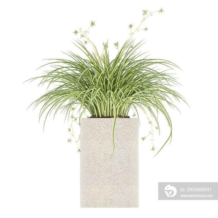 Plant, Plant PNG, Download Plant Transparent Background