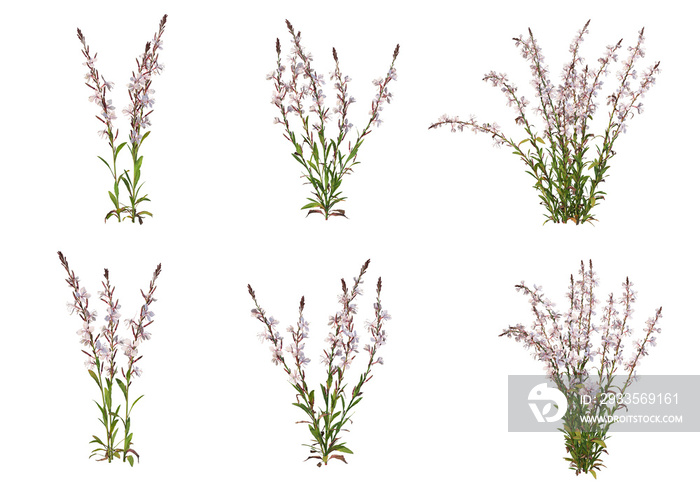 Flowers on a transparent background