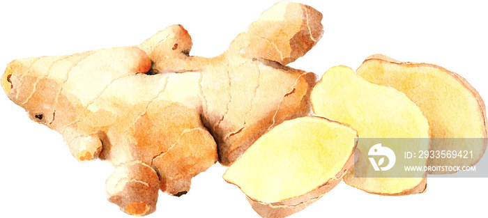 Ginger hand drawn watercolor painting isolated on white background