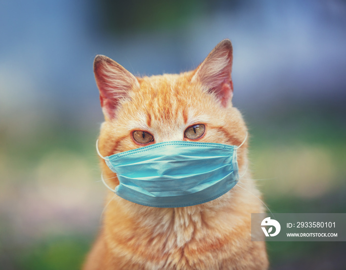 Portrait of a ginger cat. The cat in the medical face mask (respirator) outdoors. Medical concept