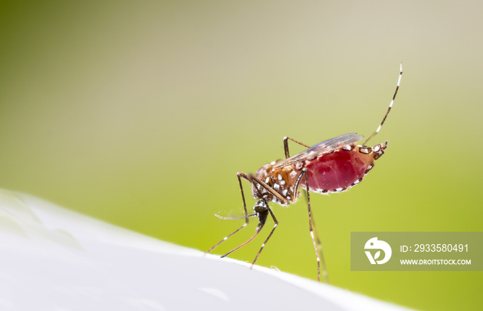 Aedes aegypti Mosquito. Super macro close up a Mosquito sucking human blood,