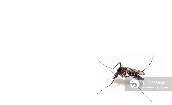 Aedes albopictus mosquito sucking blood on skin,Macro close up isolate on white background