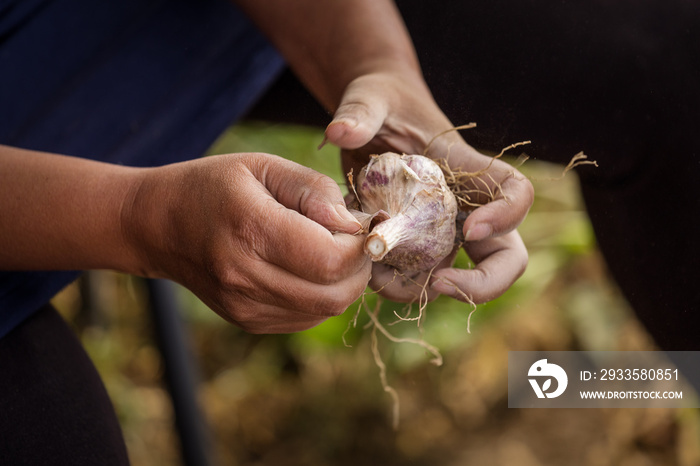 A farmer cleaning a freshly harvested garlic bulb