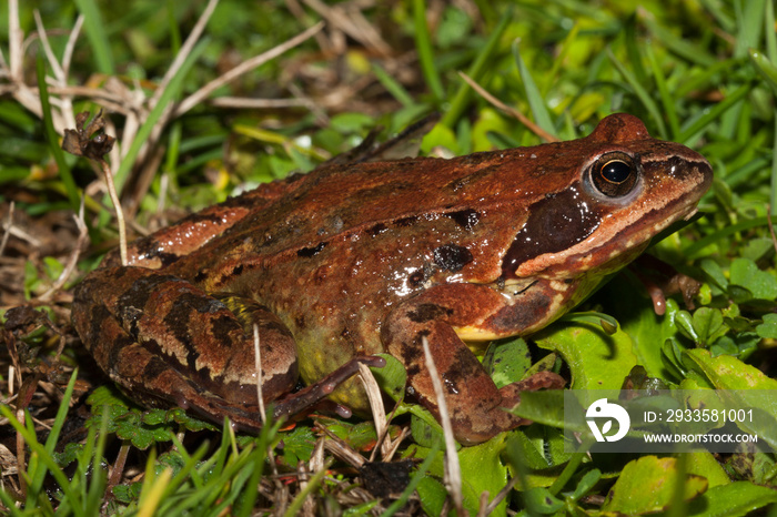 grenouille agile rana dalmatina