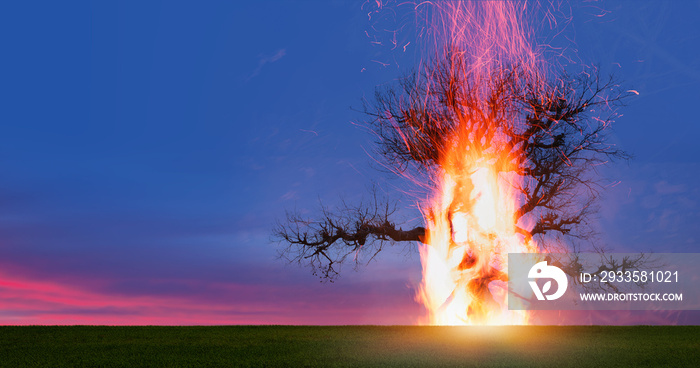 Burning Tree on fire at day with stormy sky