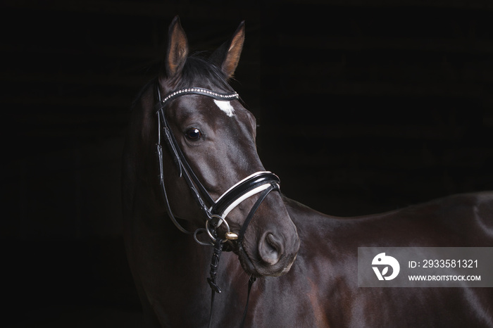 Pferd im Studio Warmblut schwarzes Pferd mit Trense vor schwarzem Hintergrund Black is beautiful