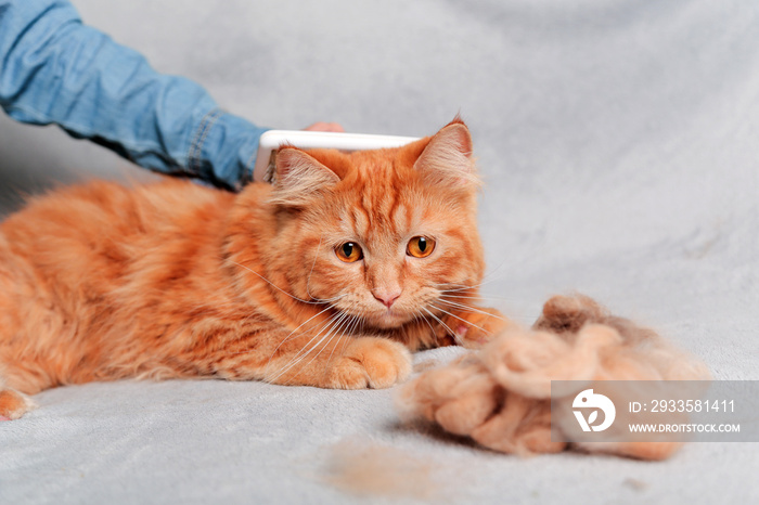 Girl grooming red ginger cat, combing her cat with a brush. Cat care hygiene, pet grooming.Shedding cat,pile of cat hair