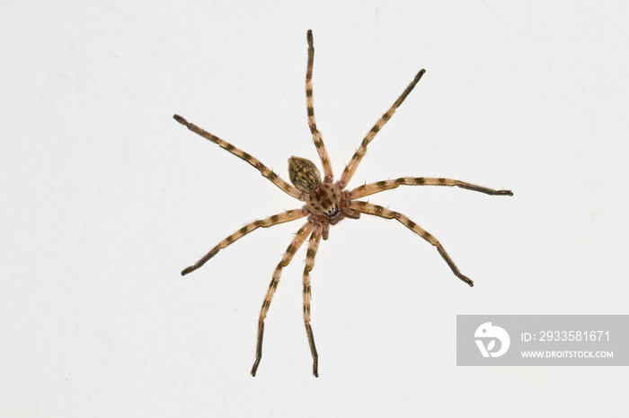 Top view of  Huntsman spider Eusparassus walckenaeri on white