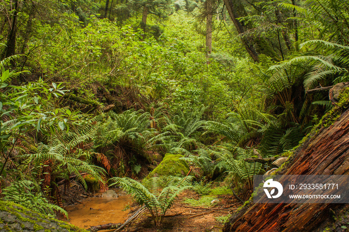 Paisajes del bosque templado - helechos del bosque - helechos - bosque plantas - plantas del bosque