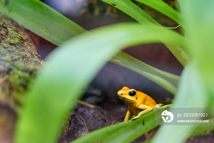 Golden poison frog among a green plant in the rainforest.