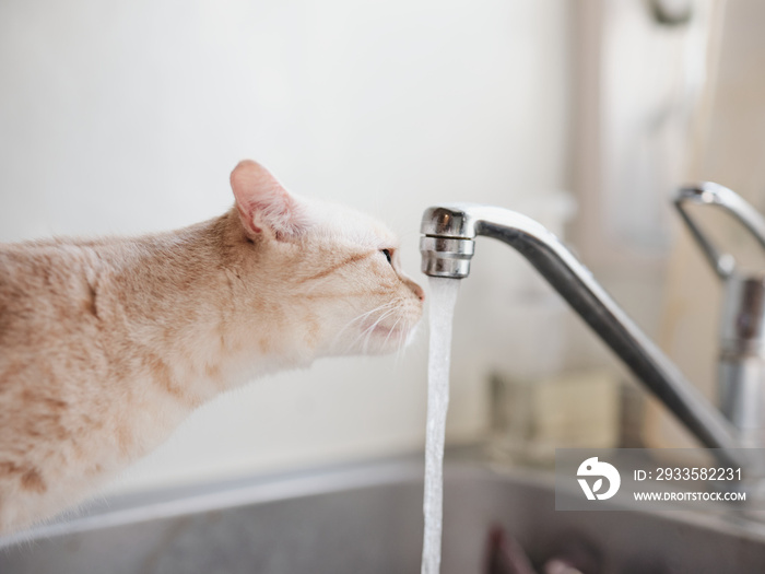 水を飲む猫