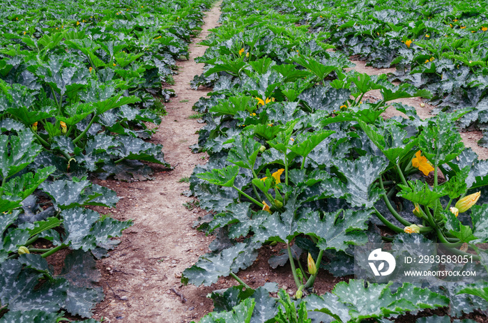 rows of blooming zucchini plants