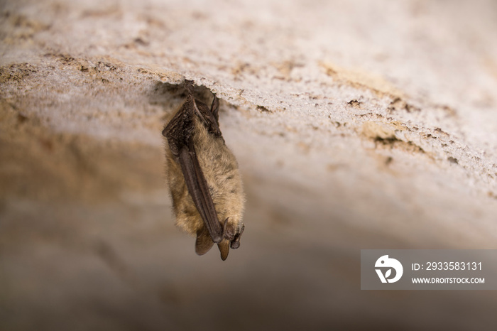 Closeup Natterer’s bat Myotis nattereri hanging upside down during hibernation