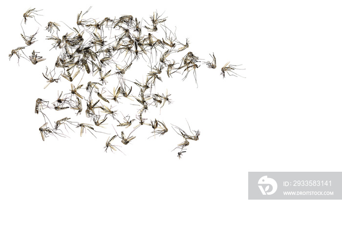 Close up Mosquito isolated on white background, Top view,Copy space