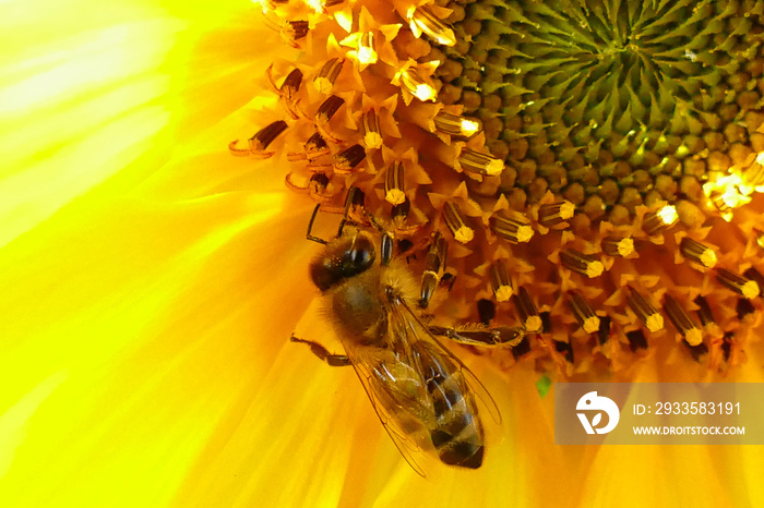 Biene an einer Sonnenblume im Sommer