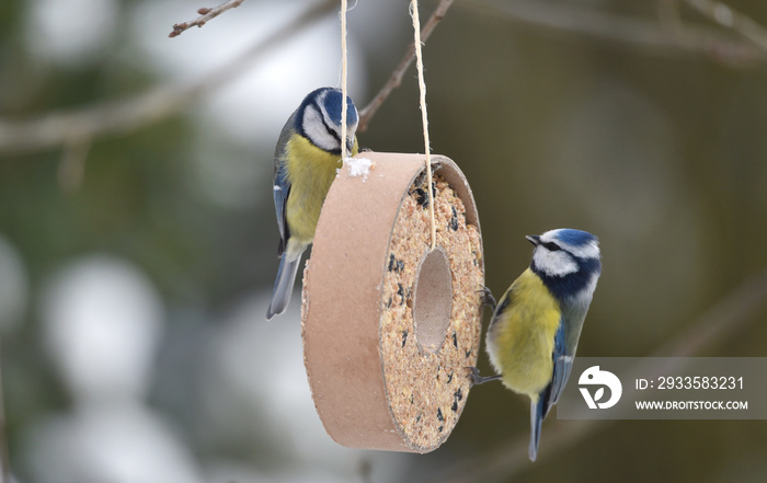 Blaumeisen am Futterring