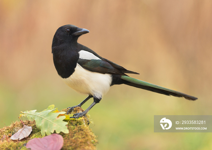 Eurasian magpie (Pica pica) perched on the mossy stone covered oak leaves in autumn forest. Wildlife, Ukraine